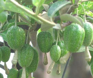 長裂胡頹子 長裂胡頹子