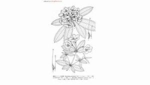 少花杜鵑 少花杜鵑