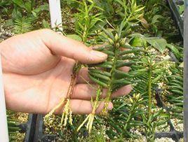 東陽香榧 東陽香榧