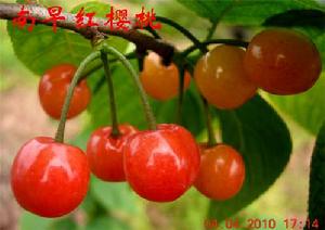 南早紅櫻桃 南早紅櫻桃