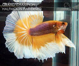 半月鬥魚 半月鬥魚