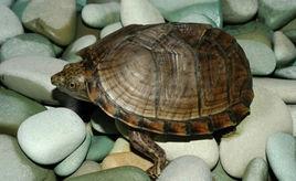 烏龜的眼淚 烏龜的眼淚