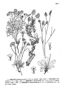 黃花補血草（原變種）