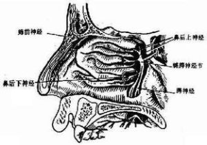 鼻源性眼眶骨膜炎 鼻源性眼眶骨膜炎