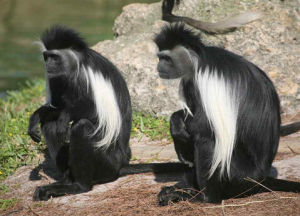 黑白疣猴 黑白疣猴