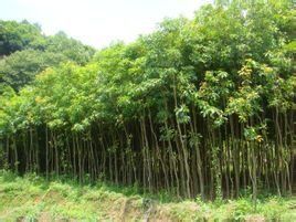 大萼木荷 大萼木荷