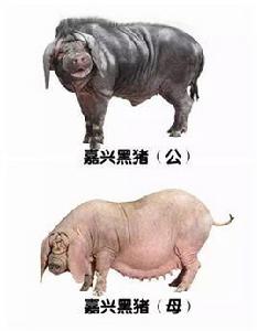 嘉興黑豬 嘉興黑豬