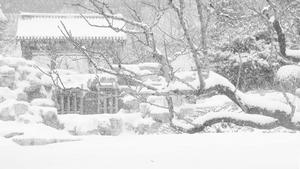 晨起開門雪滿山