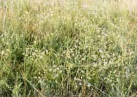 防風防風可治病痛 防風防風可治病痛