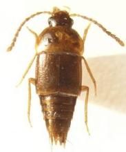 東洋圓胸隱翅蟲 東洋圓胸隱翅蟲