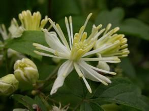 準葛爾鐵線蓮 準葛爾鐵線蓮