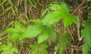 深裂銹毛莓 深裂銹毛莓