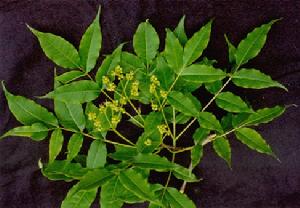 黃檗[芸香科黃檗屬植物]