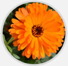 金黃洋甘菊取提物