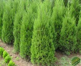 北京檜柏 北京檜柏