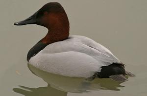 帆背潛鴨 帆背潛鴨