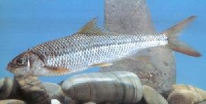 多鱗白甲魚 多鱗白甲魚