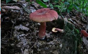 赭紅擬口蘑 赭紅擬口蘑