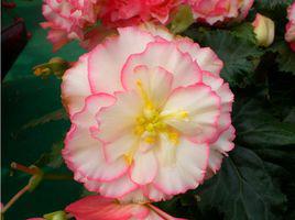 球根海棠 球根海棠