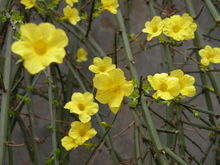 藤蔓花卉 藤蔓花卉