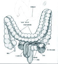 腸道和子宮的關係