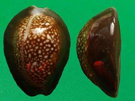 龍頭寶螺 龍頭寶螺