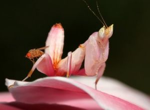 蘭花螳螂