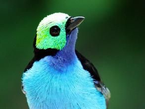 綠唐納雀 綠唐納雀