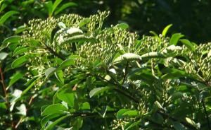 倒卵葉閩粵石楠 倒卵葉閩粵石楠