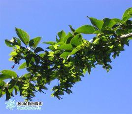 普陀山鵝耳櫪樹 普陀山鵝耳櫪樹