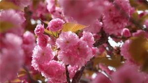 天適濯村櫻花悠樂園 天適濯村櫻花悠樂園