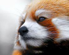 小熊貓川西亞種