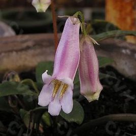 長葉粗筒苣苔 長葉粗筒苣苔