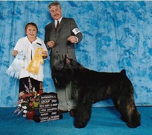 法蘭德斯畜牧犬