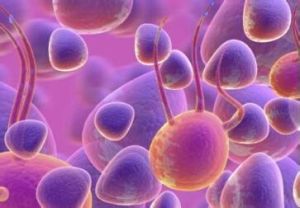 紅細胞樣幹細胞 紅細胞樣幹細胞