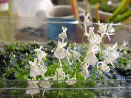 小白兔狸藻 小白兔狸藻