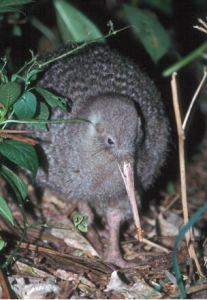 小斑幾維鳥 小斑幾維鳥