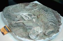 恐龍化石[恐龍骨骼石化後物質]