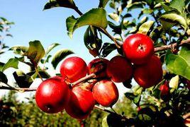 長林島金紅蘋果 長林島金紅蘋果