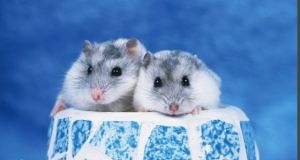 梳趾鼠類 梳趾鼠類