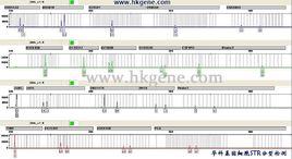 細胞STR分型 細胞STR分型
