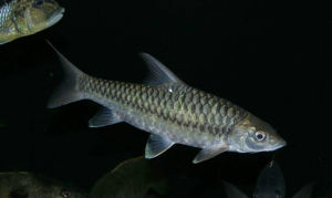 保山四須䰾 保山四須䰾