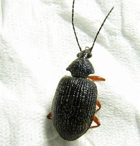 角胸步甲 角胸步甲