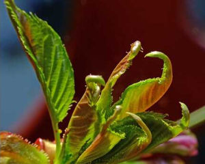 葉苞脆蒴報春 葉苞脆蒴報春