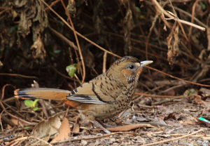 棕頦噪鶥 棕頦噪鶥