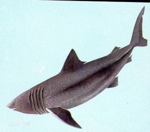 鮫鯊翅 鮫鯊翅