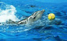 合肥極地海洋世界