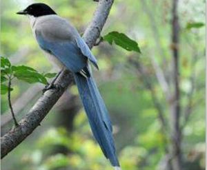 灰喜鵲日本亞種 灰喜鵲日本亞種