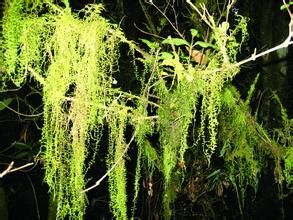 波葉金枝蘚 波葉金枝蘚