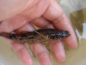 鈍頭杜父魚 鈍頭杜父魚